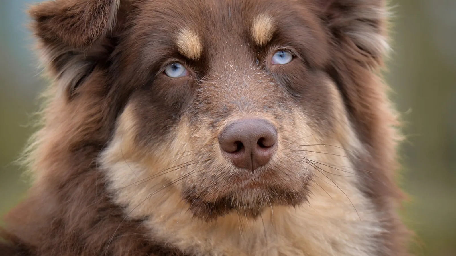 Pannus in Dogs: Causes, Signs, and Treatment