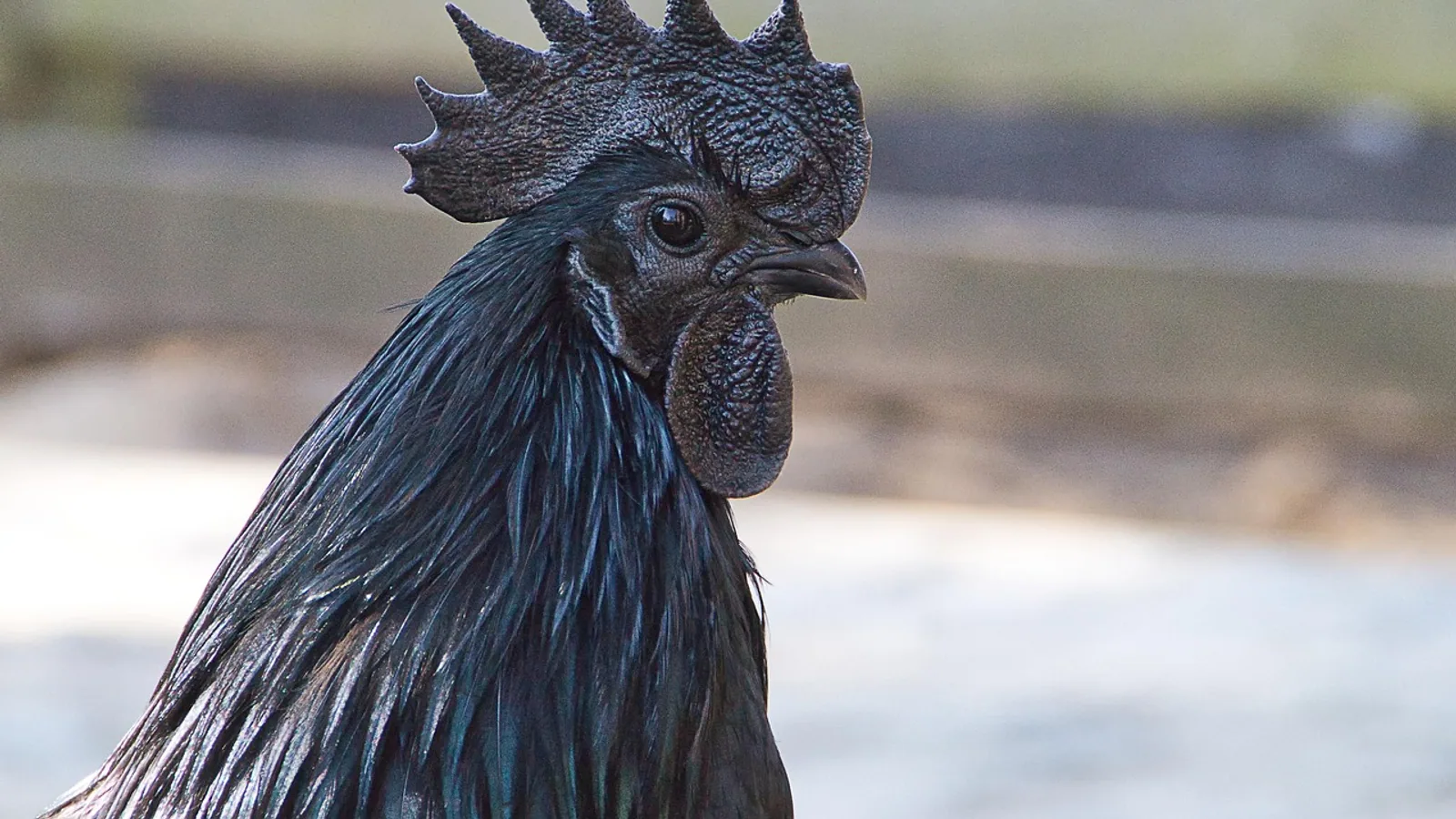 Ayam Cemani Breeding: Genetics and Fertility Tips