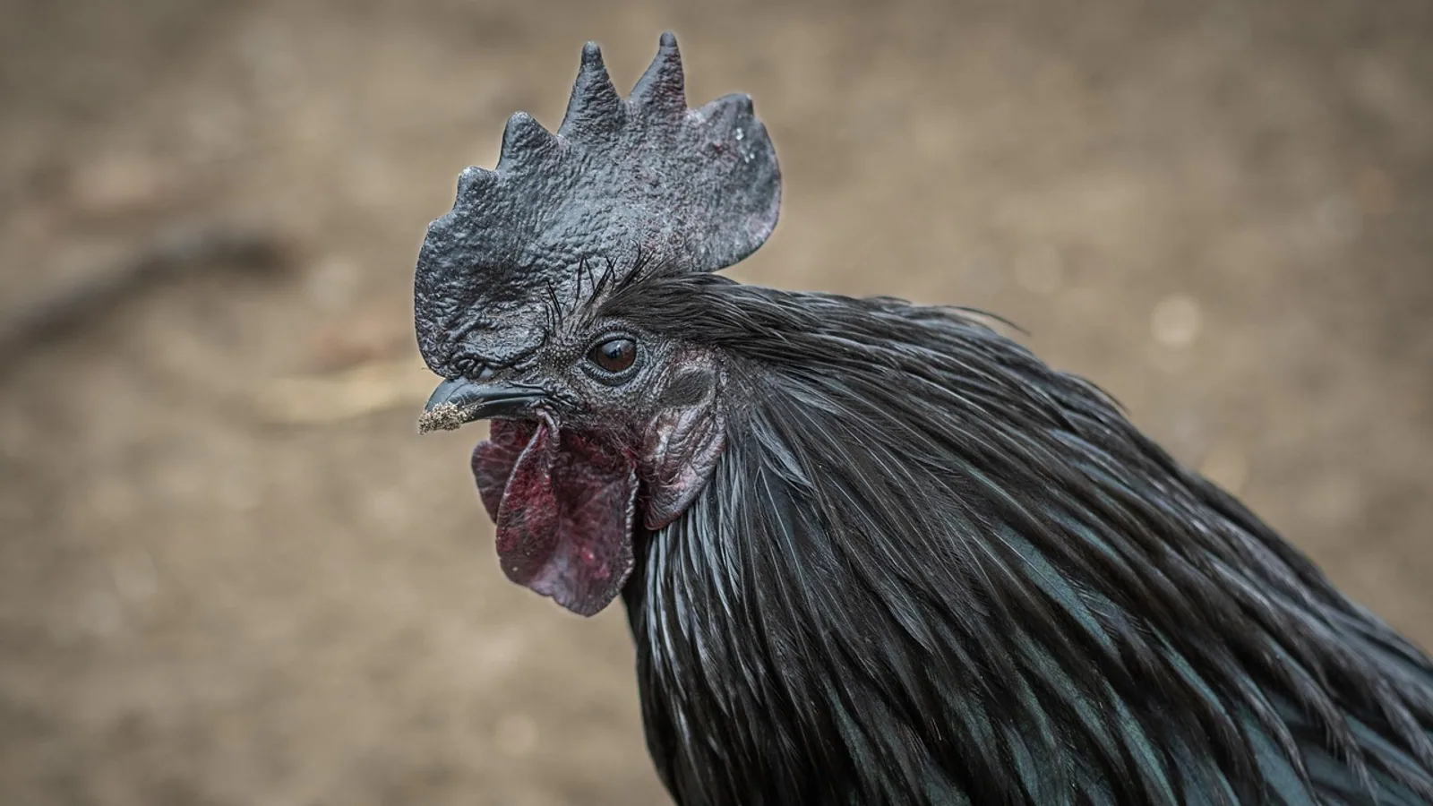 Ayam Cemani Chicken: Traits and Care Guide