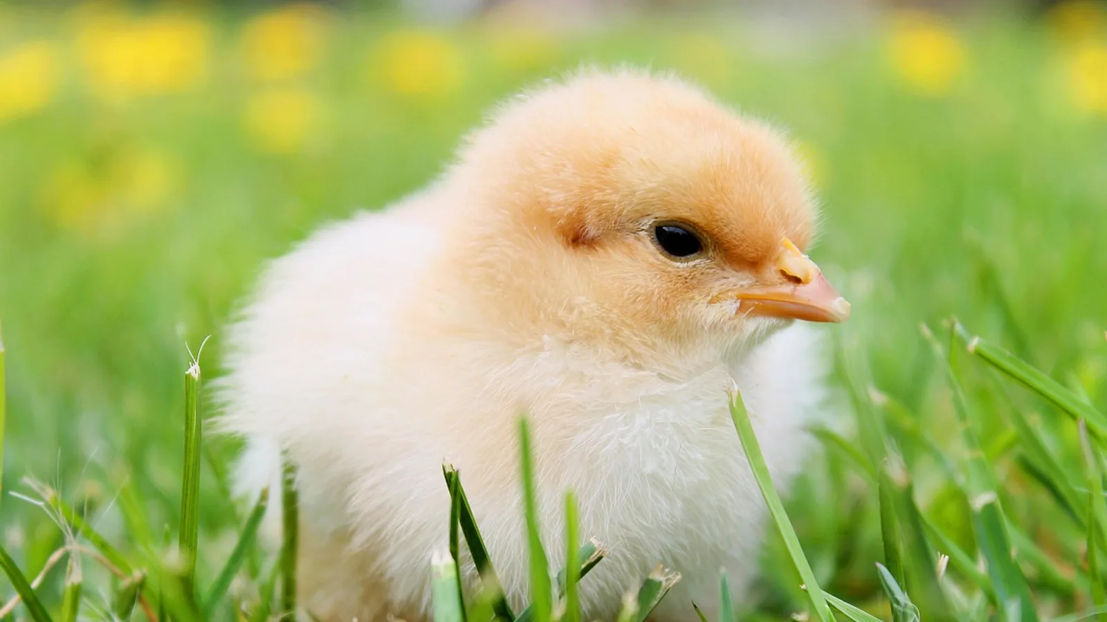 Cornish Cross Hen: Growth, Care and Harvest Timing
