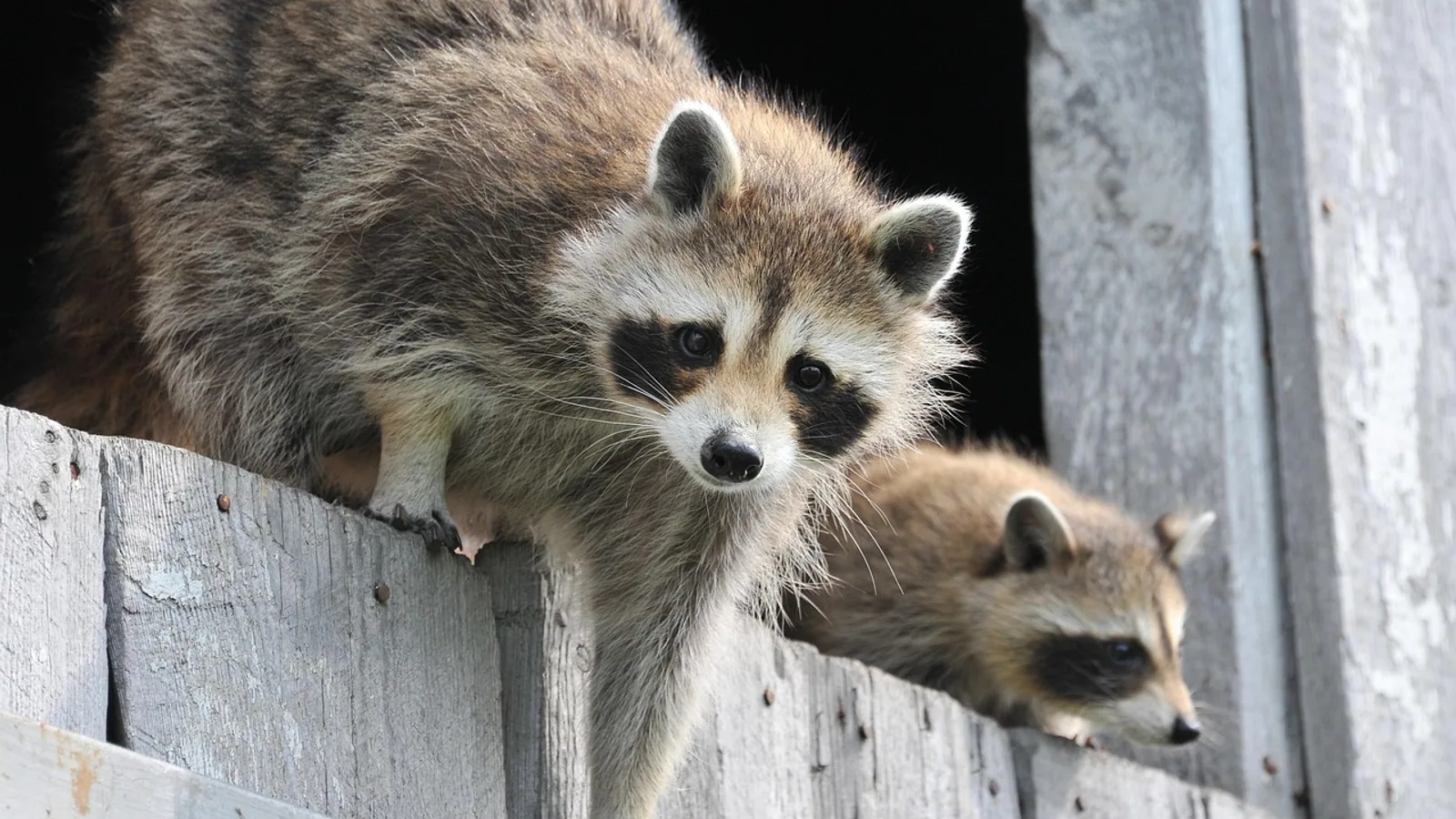 Raccoon as a Pet: Risks, Laws and Reality