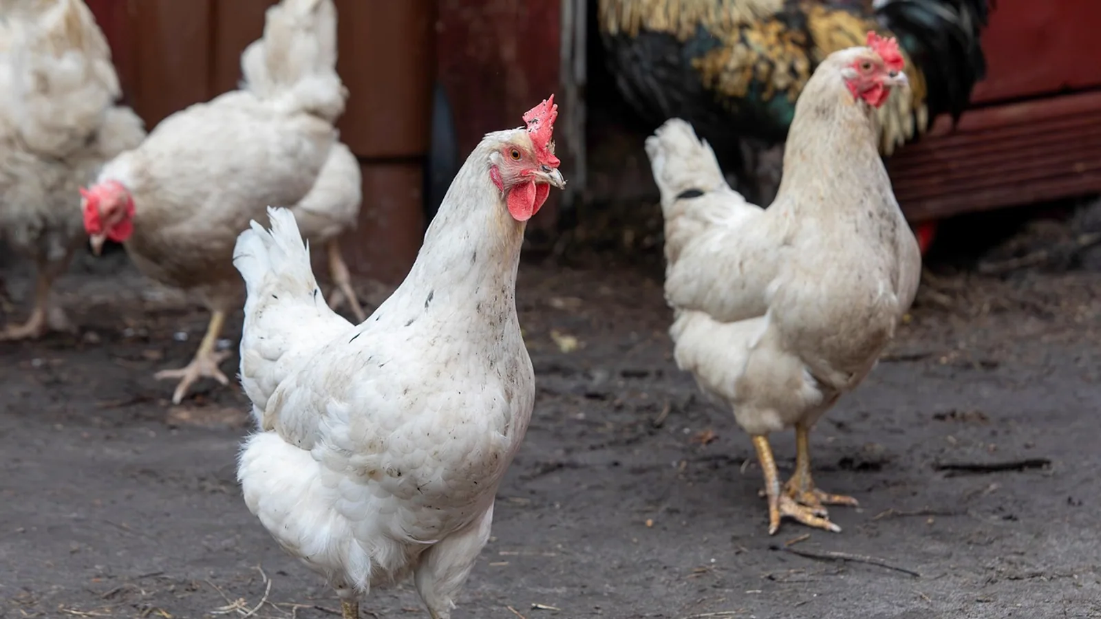 Dual Purpose Chicken Breeds: Comparison Table for Homesteads