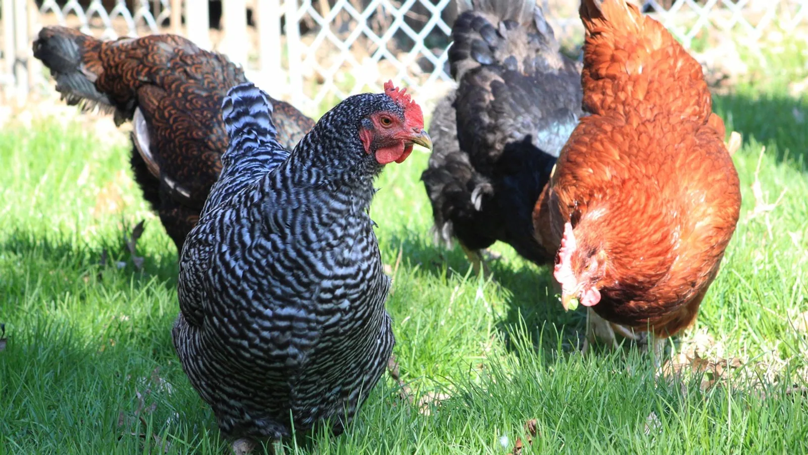 Barred Rock Chicken: Breed Traits and Care