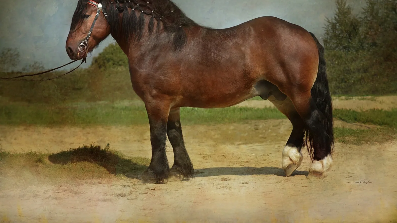 Horse Coat Colors: Bay, Chestnut, Dun, Roan, and the Genetics