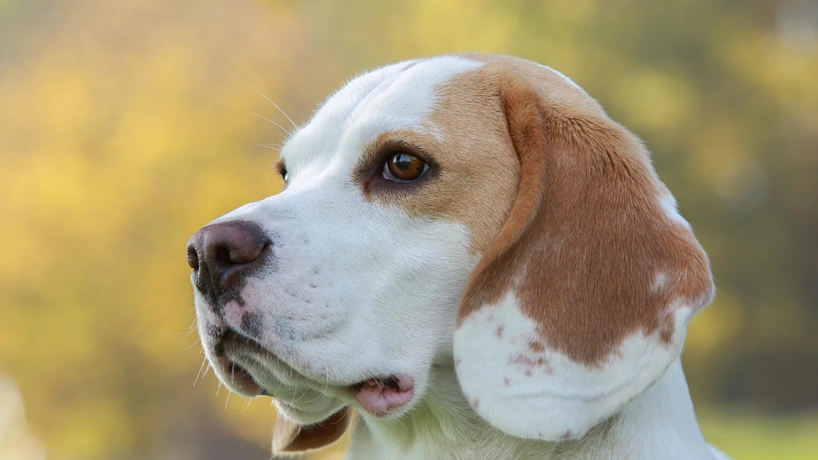 Dog Mating: Cycle, Timing, and Breeding Basics