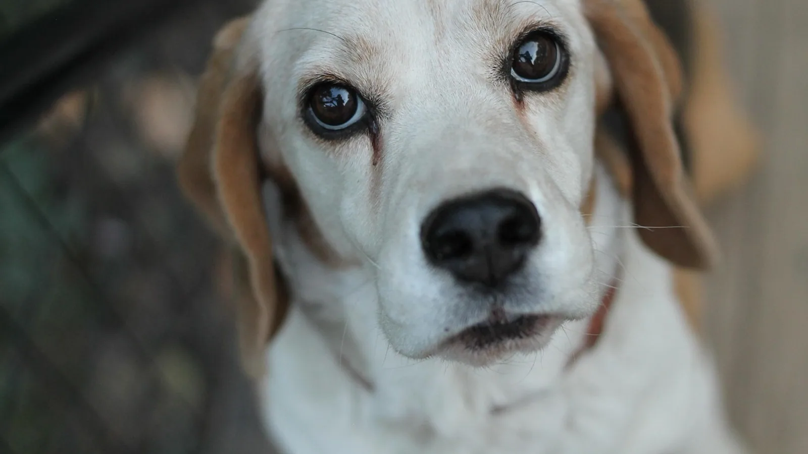 Dog Eyelid Infection: Causes, Signs, and Treatment