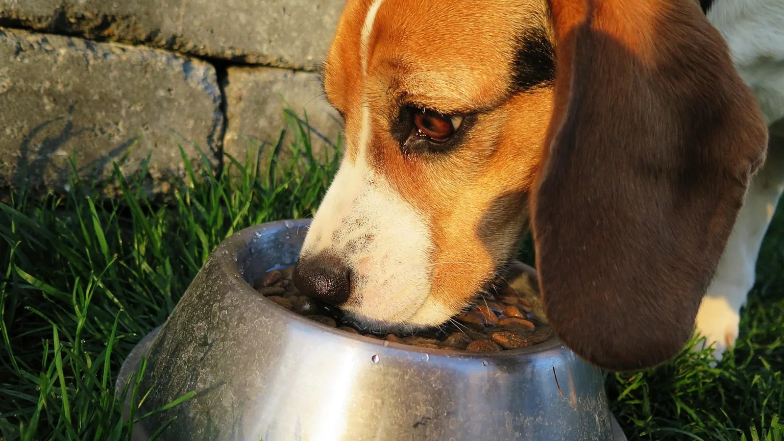 Freshpet Dog Food: A Veterinarian's Review of Refrigerated Food