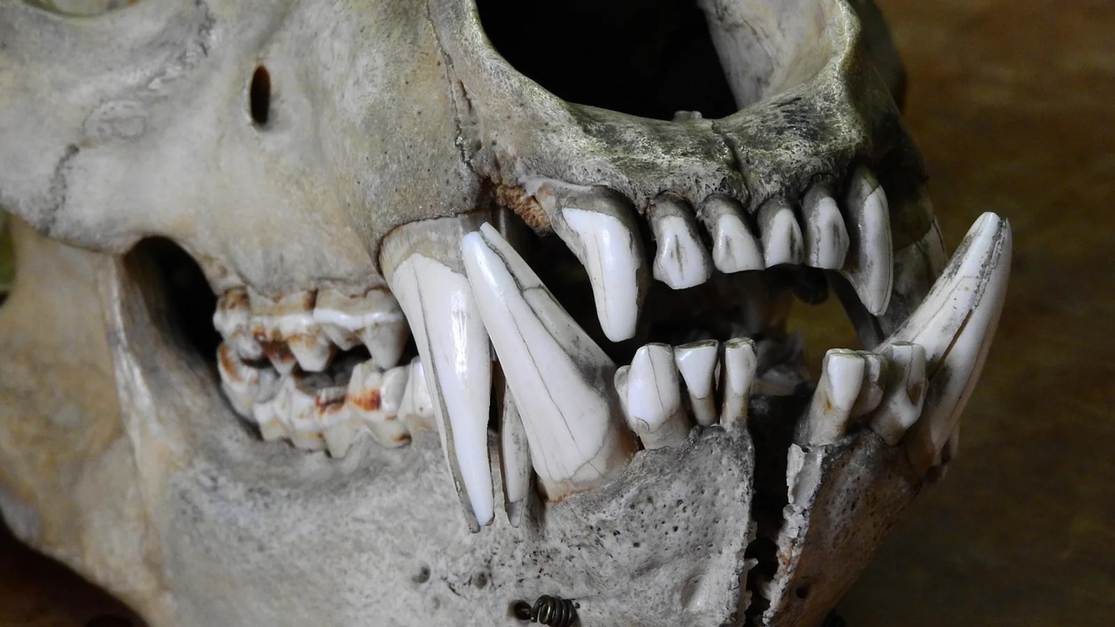 Teeth Diagram: Types, Numbers and Animal Comparison