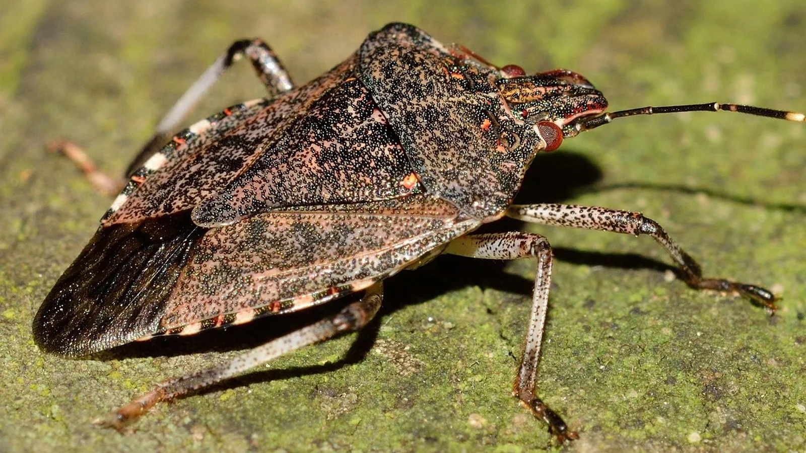Where Do Bed Bugs Come From? Sources and Spread
