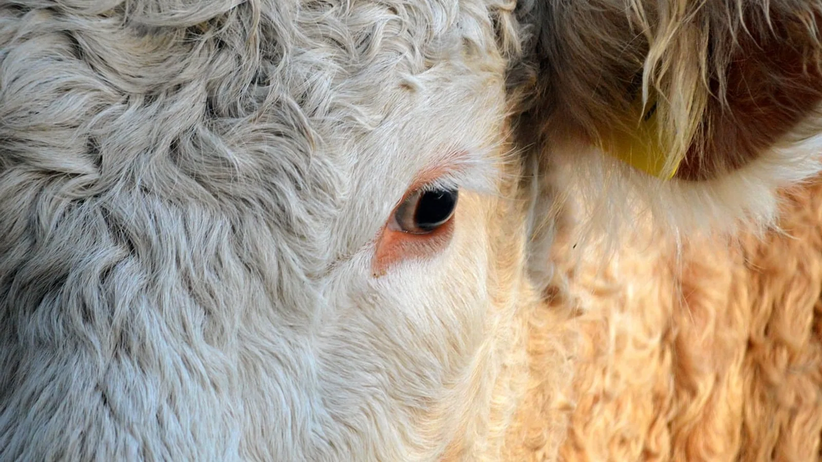 Bovine Spongiform Encephalopathy: Mad Cow Disease