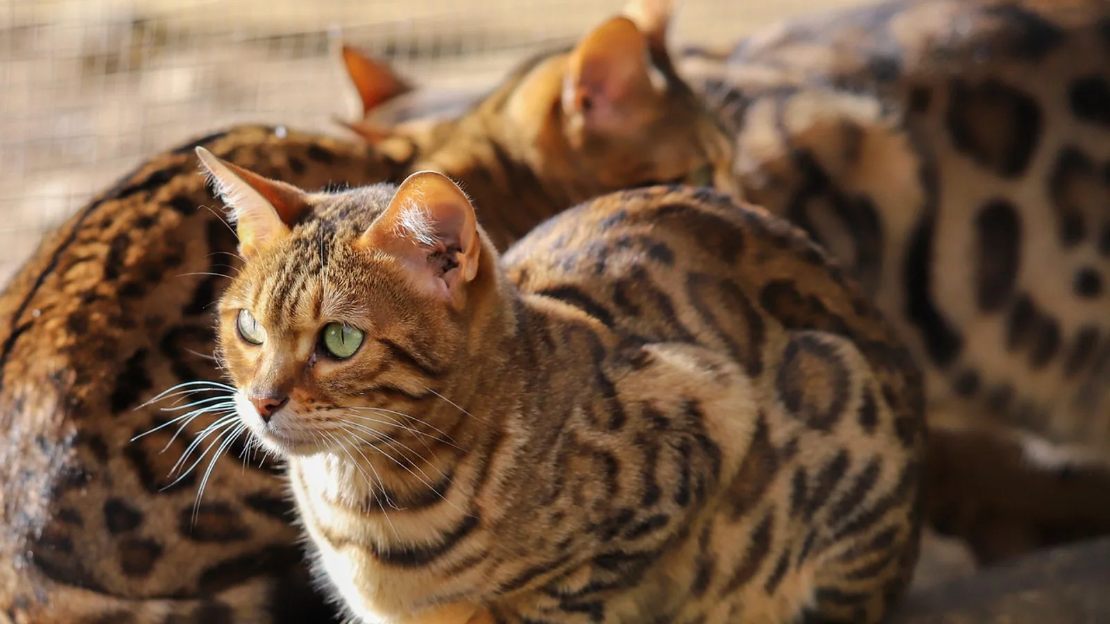Bengal Cat Price Guide and Ownership Costs