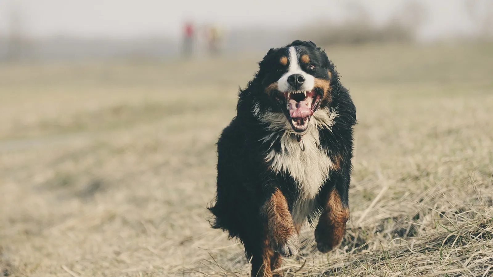 Normal Pulse in Dogs: Heart Rate Ranges by Size