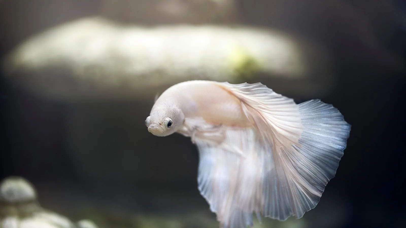 Water Conditioner for Fish Tank: How and When to Use
