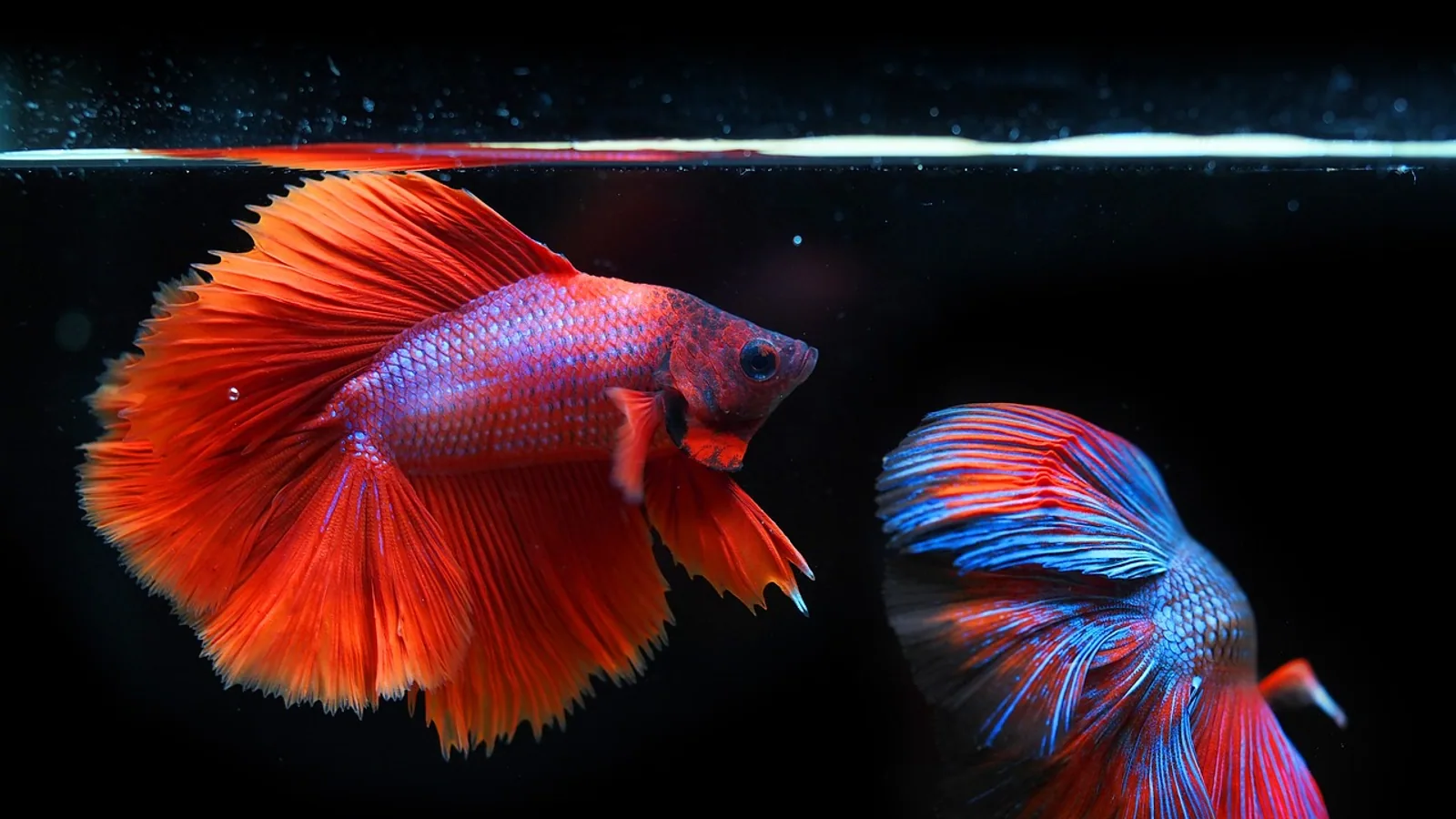 Aquarium Salt for Betta Fish: When to Use It, Dose, and Risks