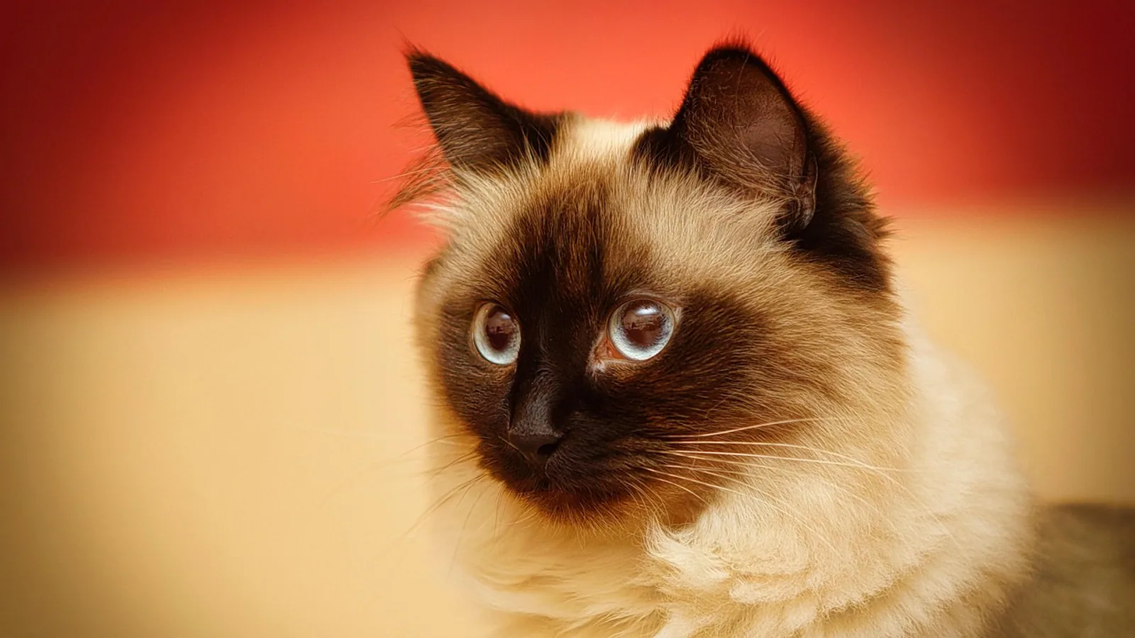 Domestic Cat Breeding: Cycle, Timing, and Care