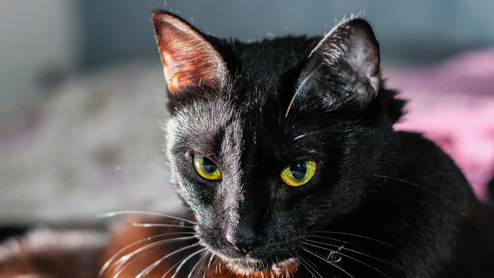 Black Cat Breeds: 10 Varieties With Black Coats