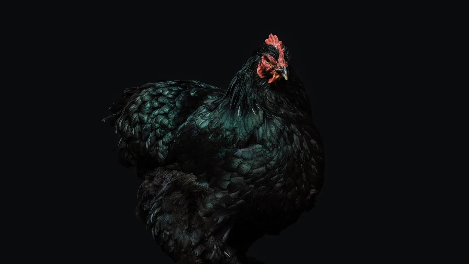 Black Copper Maran: Eggs and Breed Guide