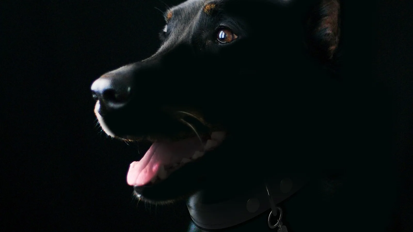 Dog Coughing Up Blood: Causes and When It Is an Emergency