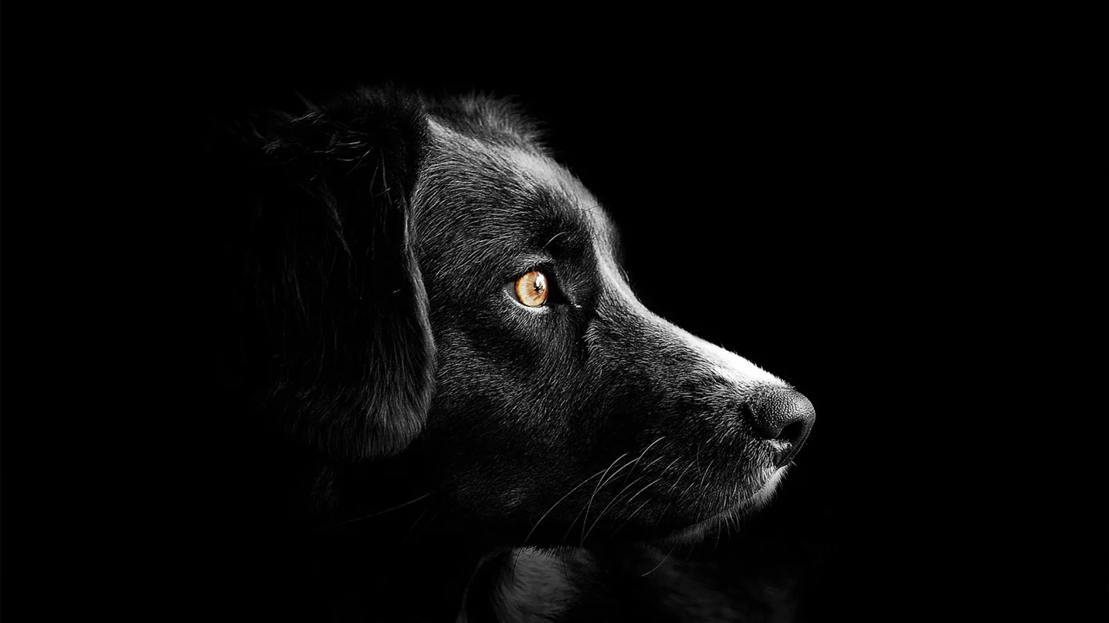 Do Dogs Get Headaches? Signs and What to Do