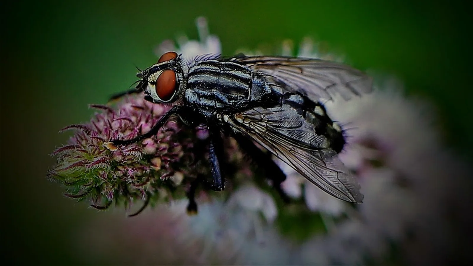 Black Flies: Bites, Risks and Pet Protection