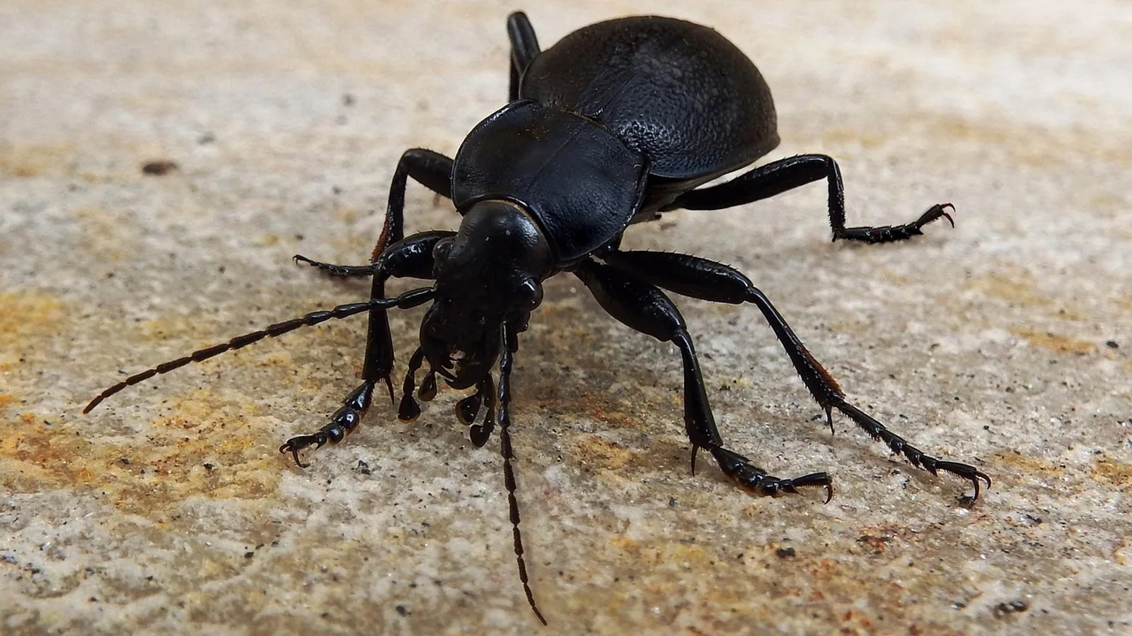 Carabid Beetles: Ground Beetle Biology and ID