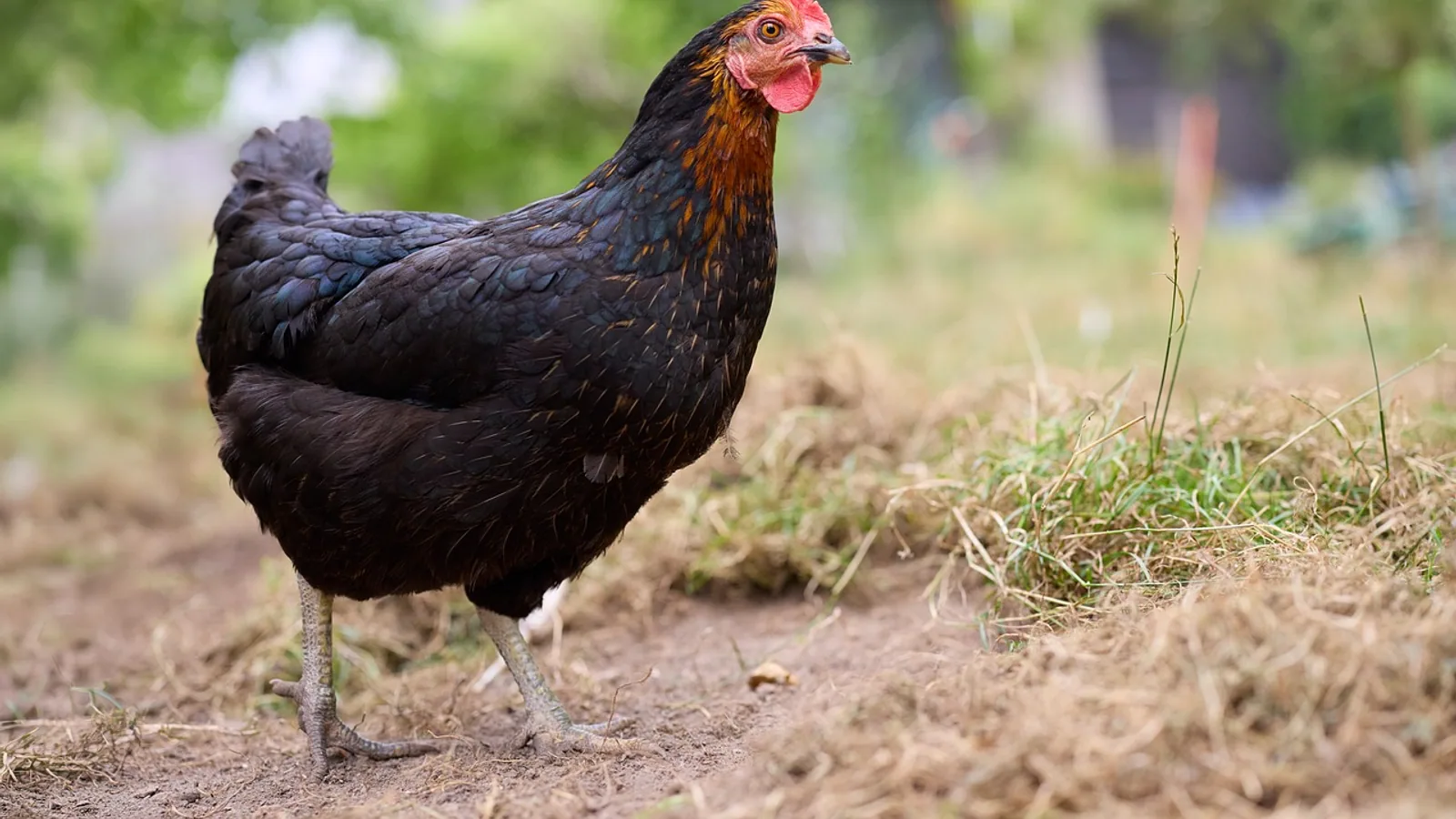 Can Chickens Eat Carrots? Safe Feeding Guide
