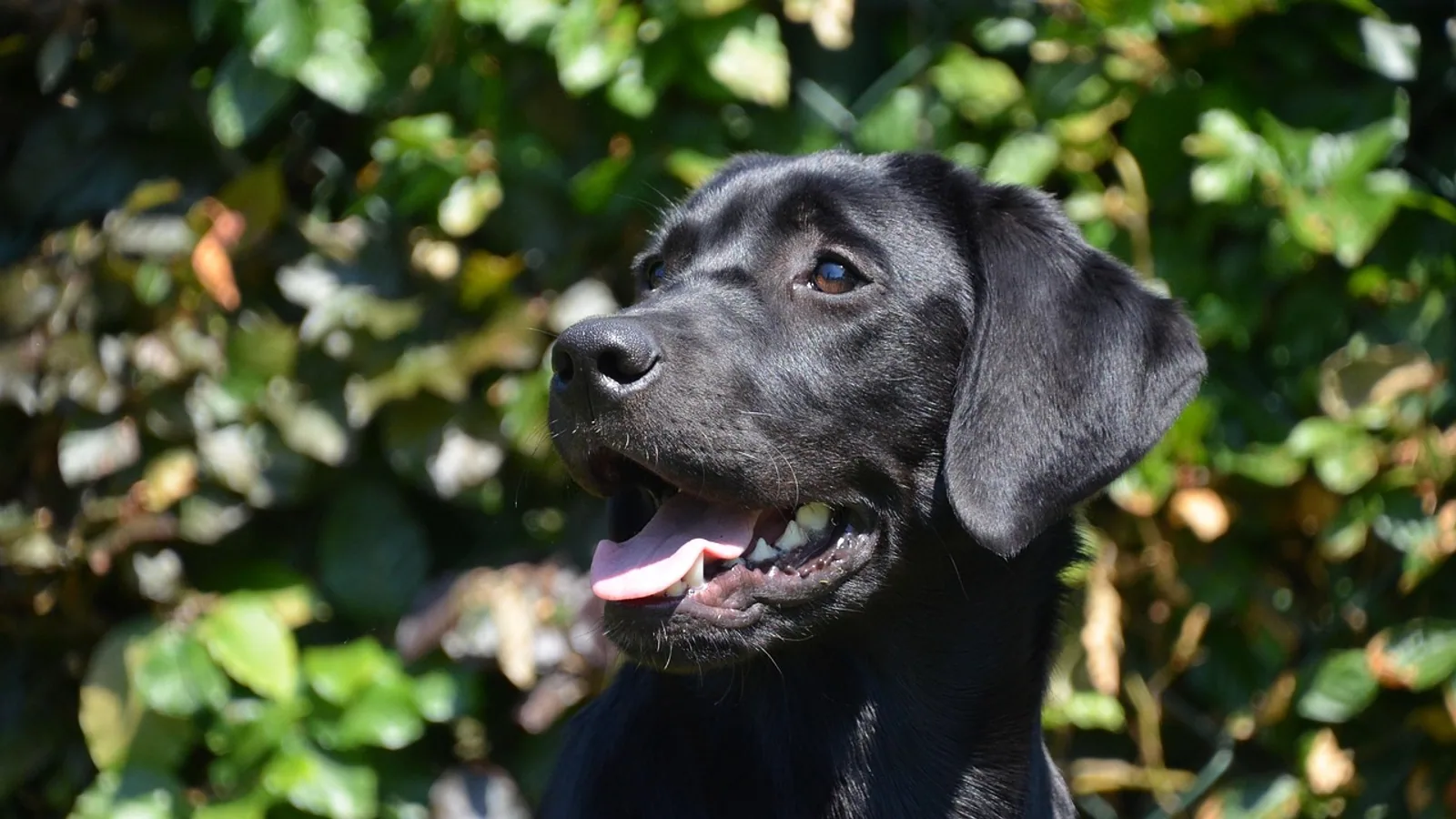 Dog Age Calculator: Dog Years to Human Years by Size