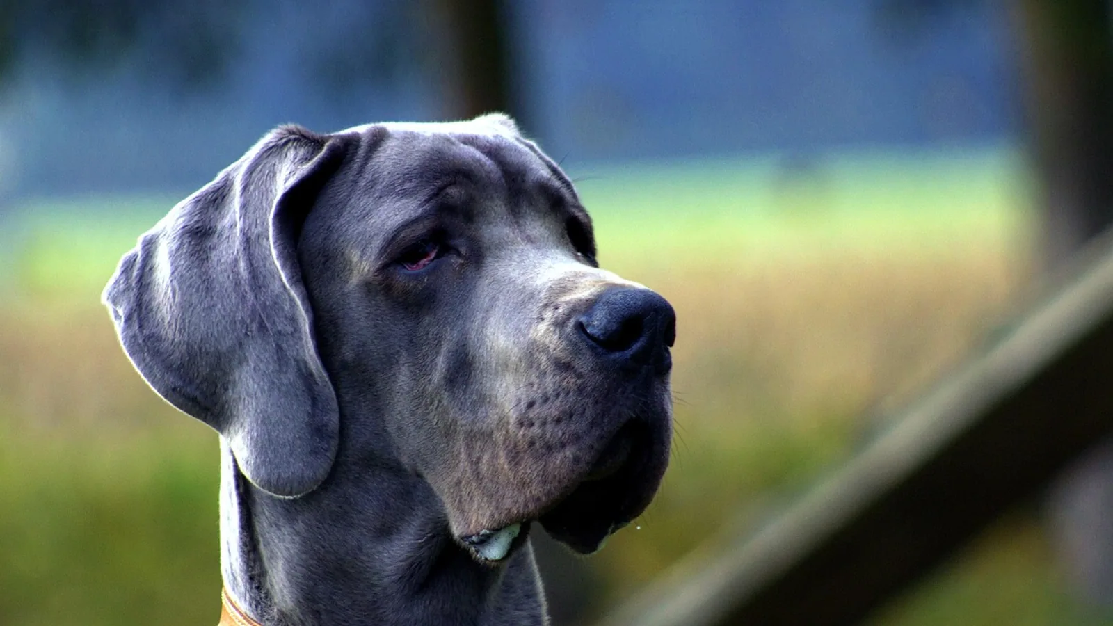 Mastiff Breeds: Comparison, Traits, and Health Risks