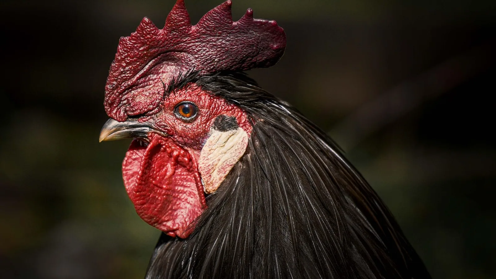 Turken Chicken: Naked Neck Breed Facts