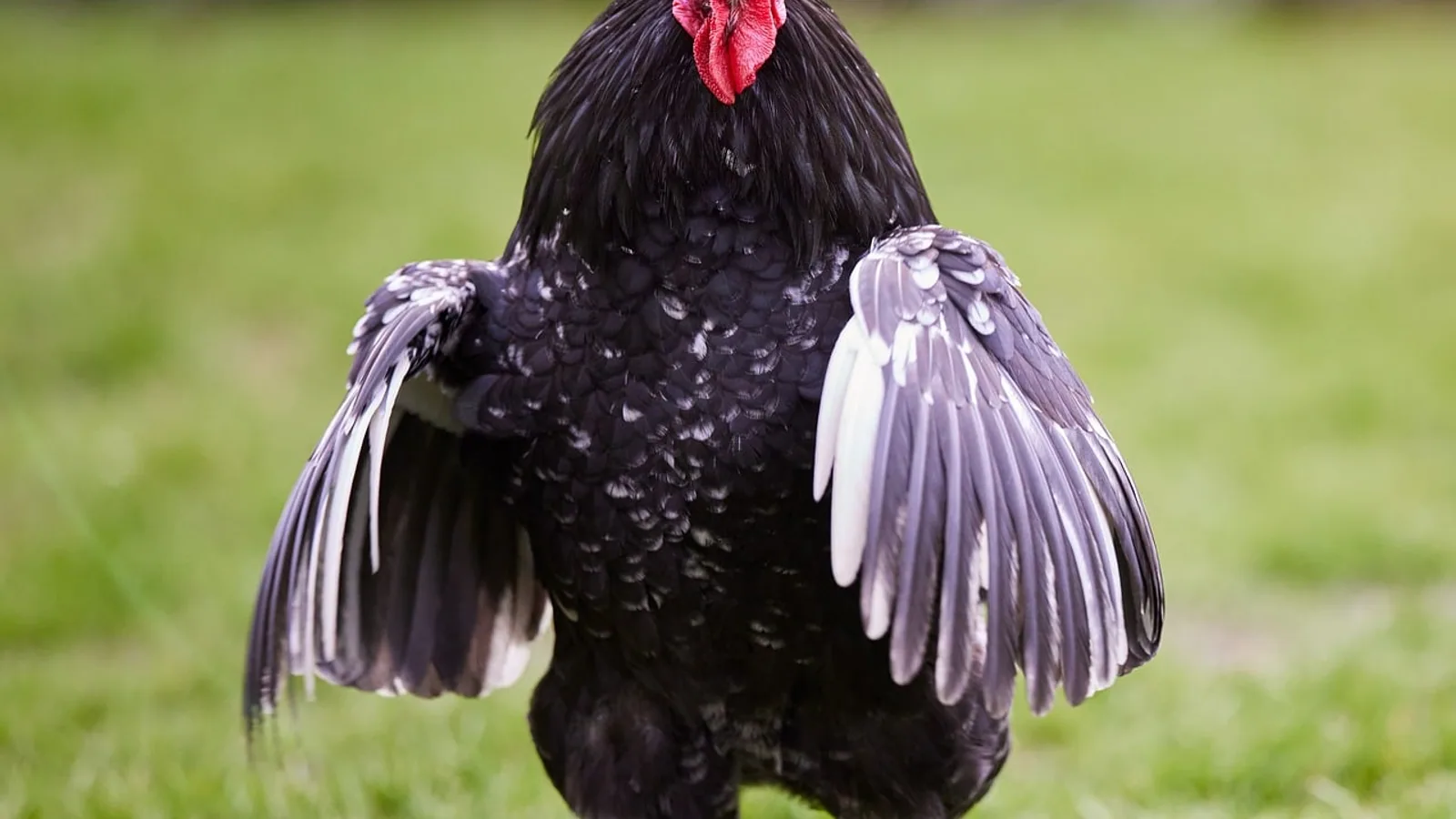 Black Copper Maran Rooster: Breed Guide