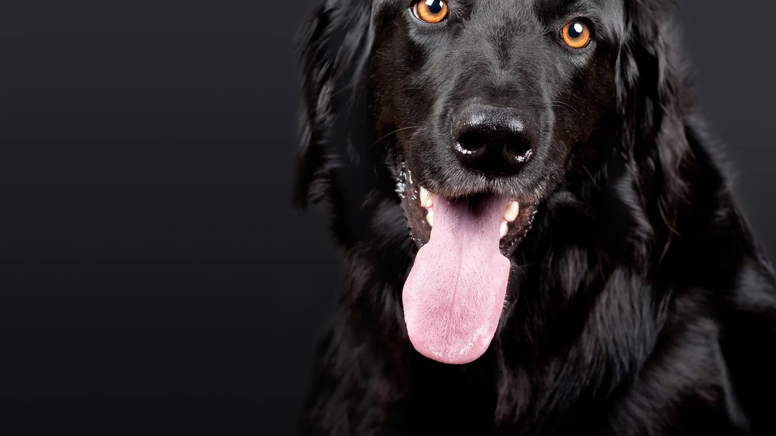 Russian Terrier (Black Russian Terrier) Breed Guide