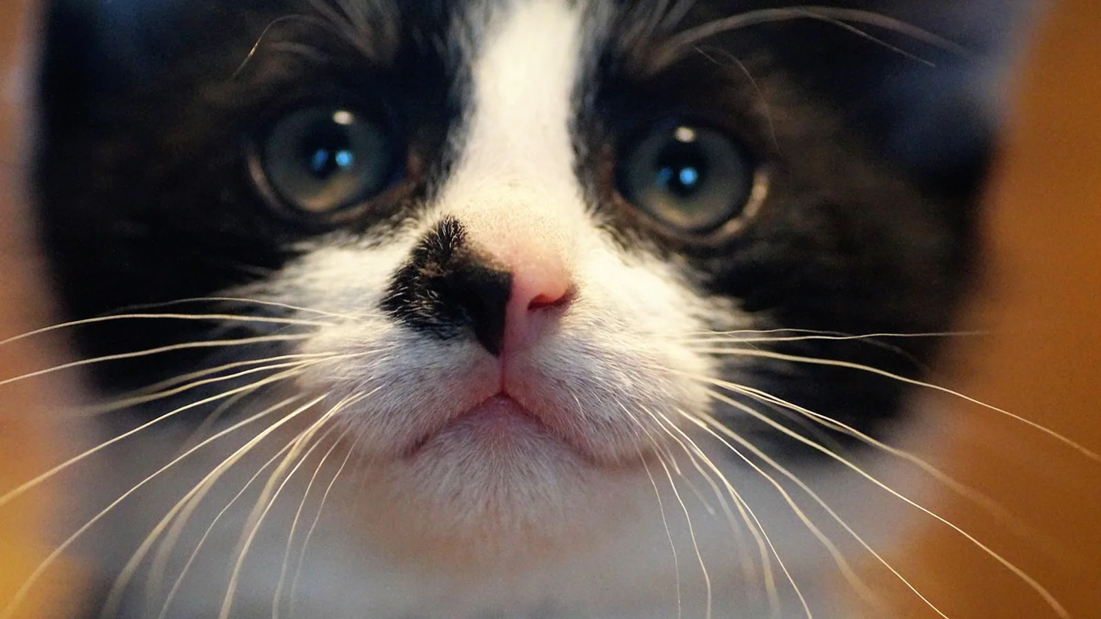 Black and White Cat Coat Genetics Explained
