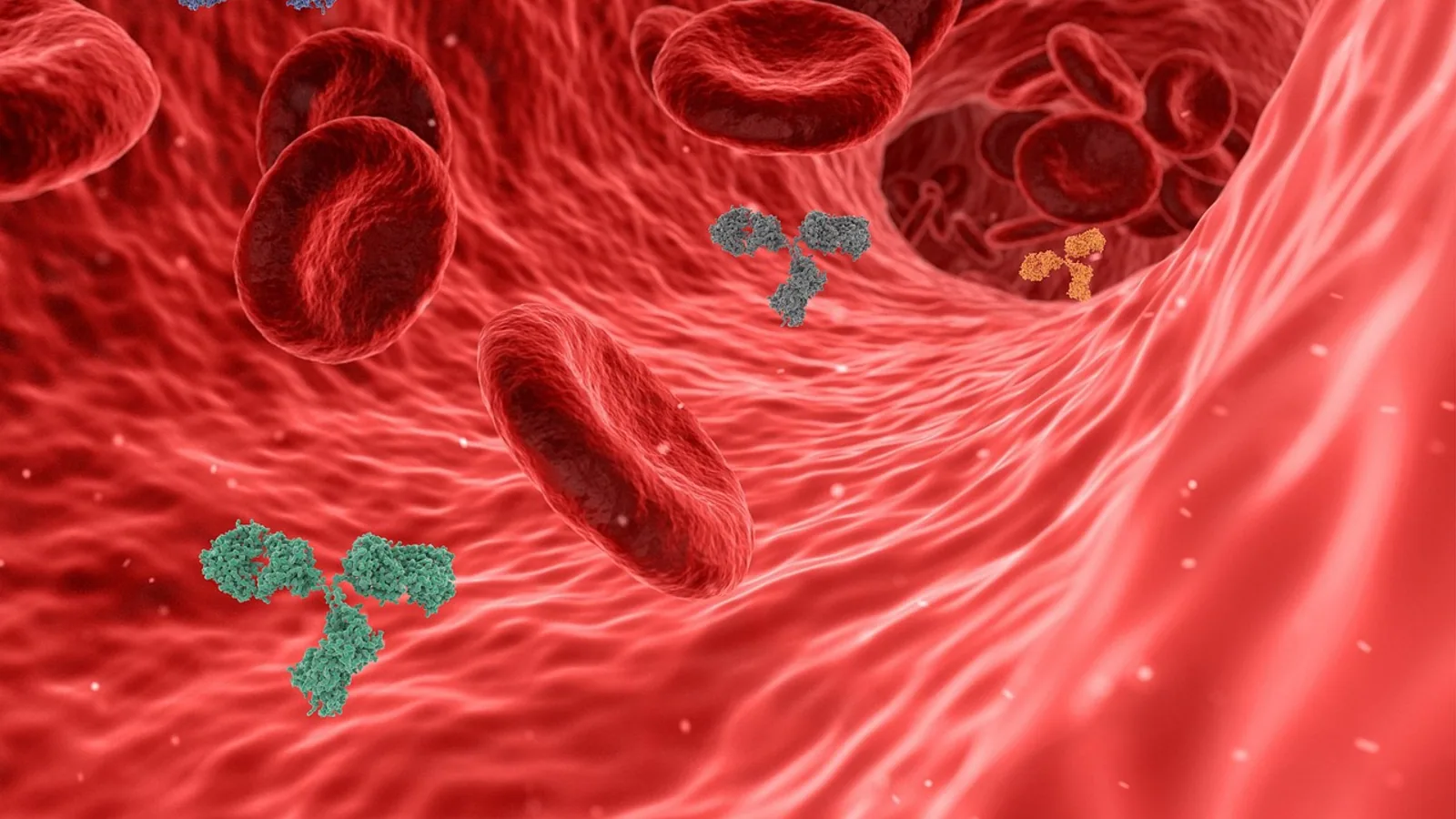 Pulmonary Arteries and Lung Vessels: Anatomy Guide