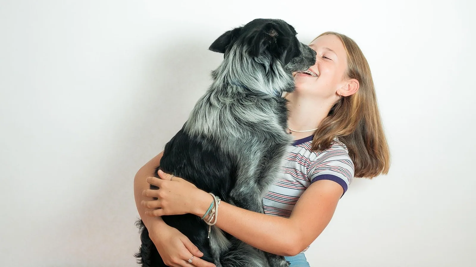 Heeler Dog: Australian Cattle Dog Breed Guide