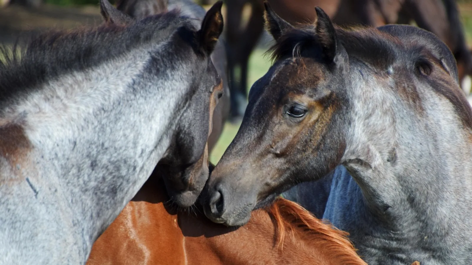 Roan Horse: Red, Blue, and Bay Roan Color and Genetics