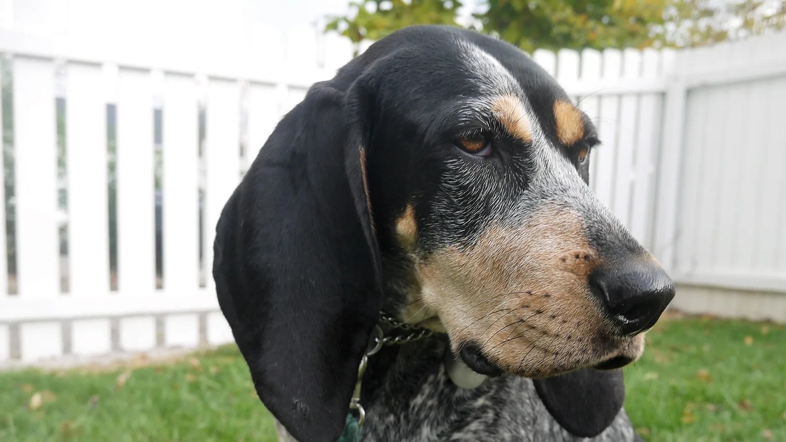 Bluetick Coonhound: Traits, Health, and Care Needs
