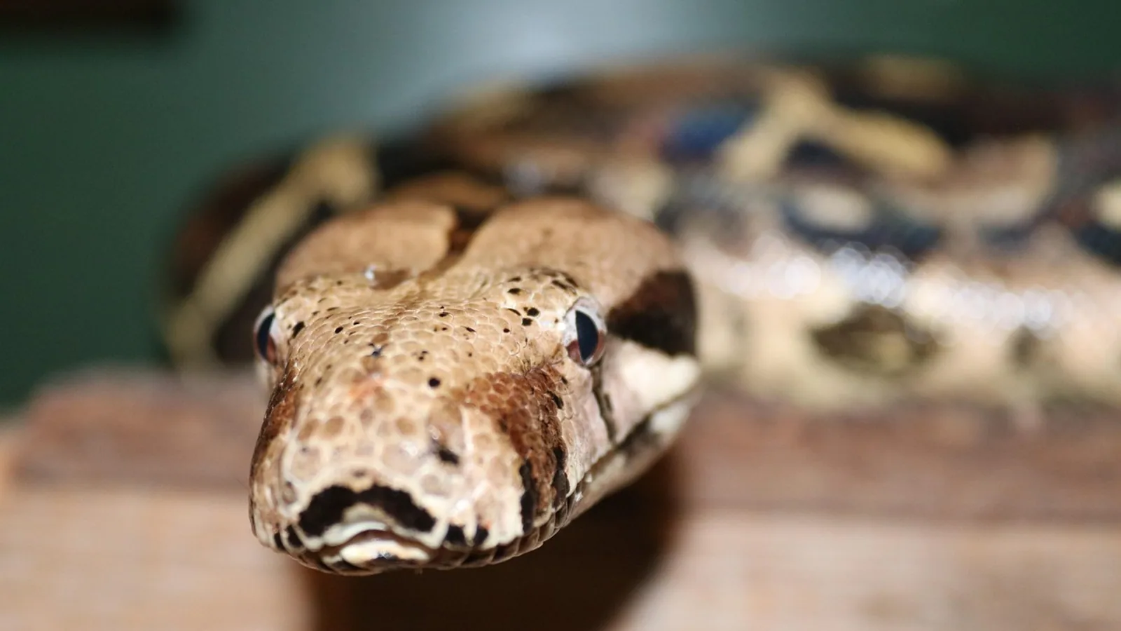 Inclusion Body Disease Symptoms in Snakes