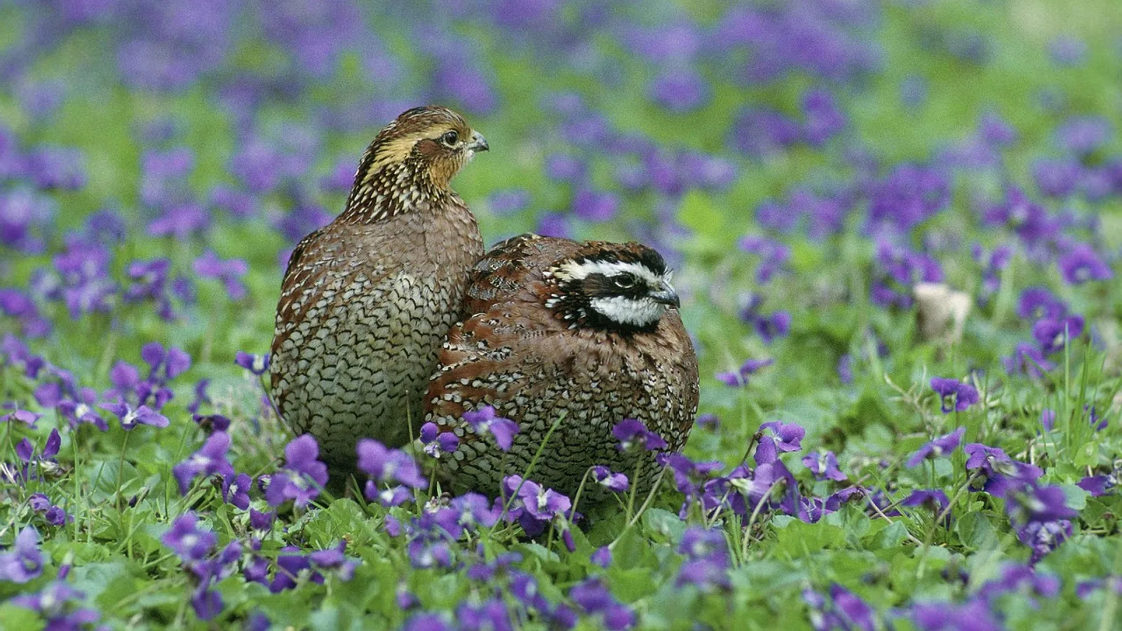 Bobwhite Quail: Raising and Care Basics
