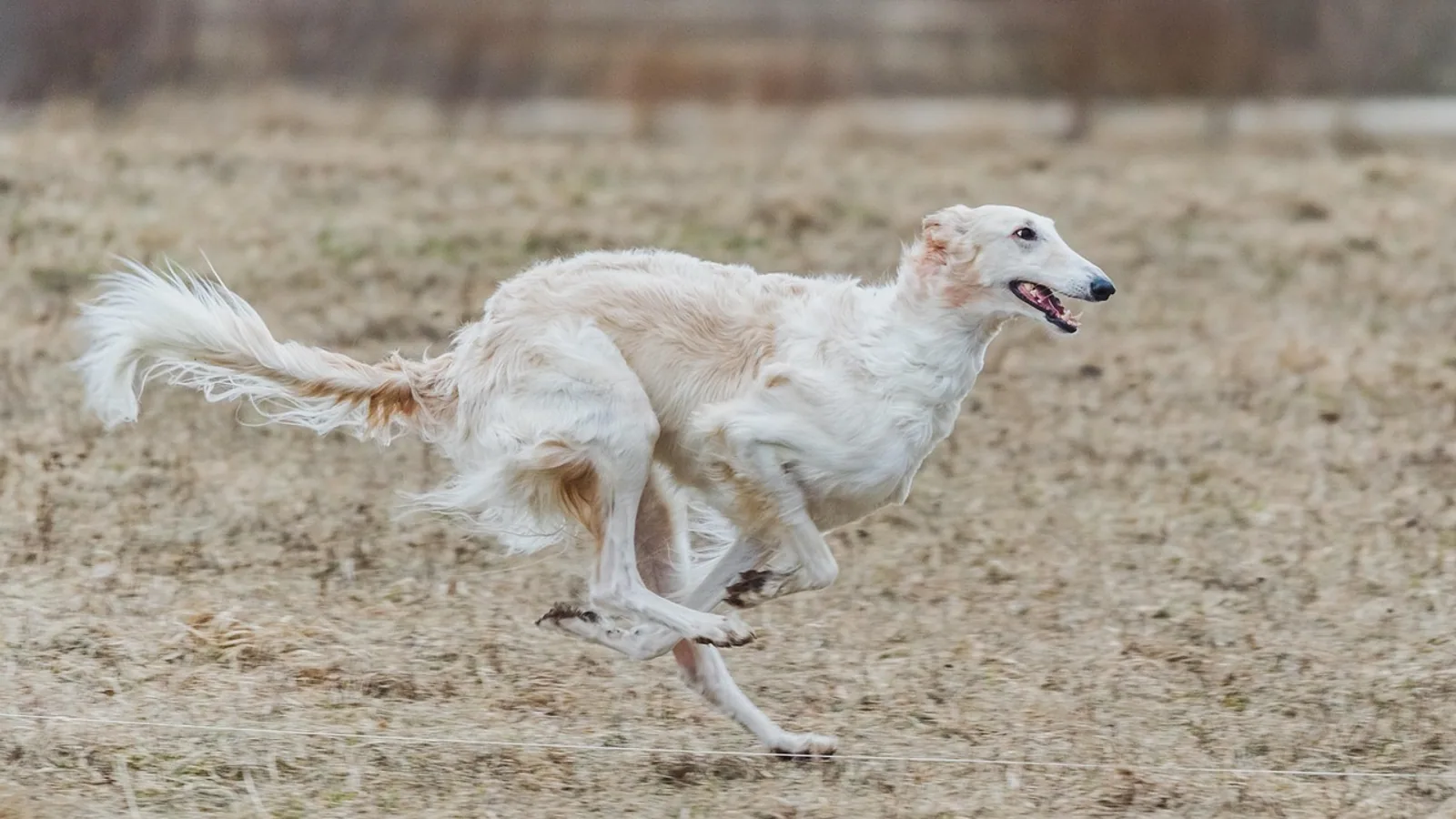 Borzoi: Temperament, Exercise, Care, and Health Problems