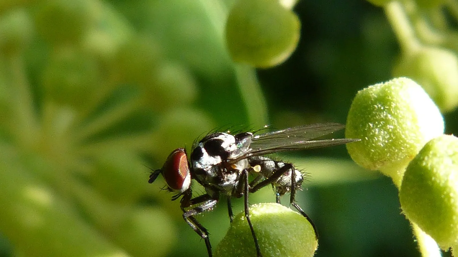 Dermatobia hominis: Human Bot Fly Lifecycle