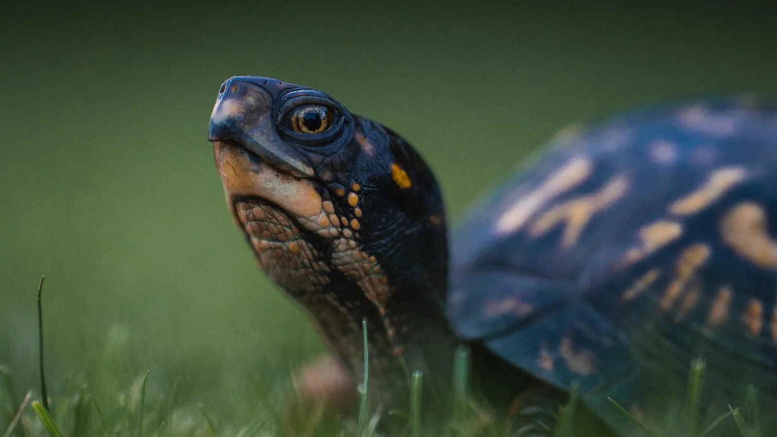 Turtle Scutes: Anatomy, Shedding, and Shell Health
