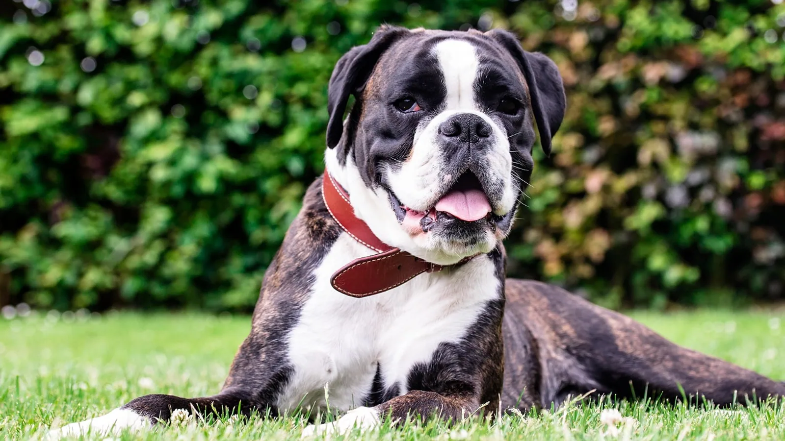Can Dogs Sweat? How Dogs Cool Down Explained
