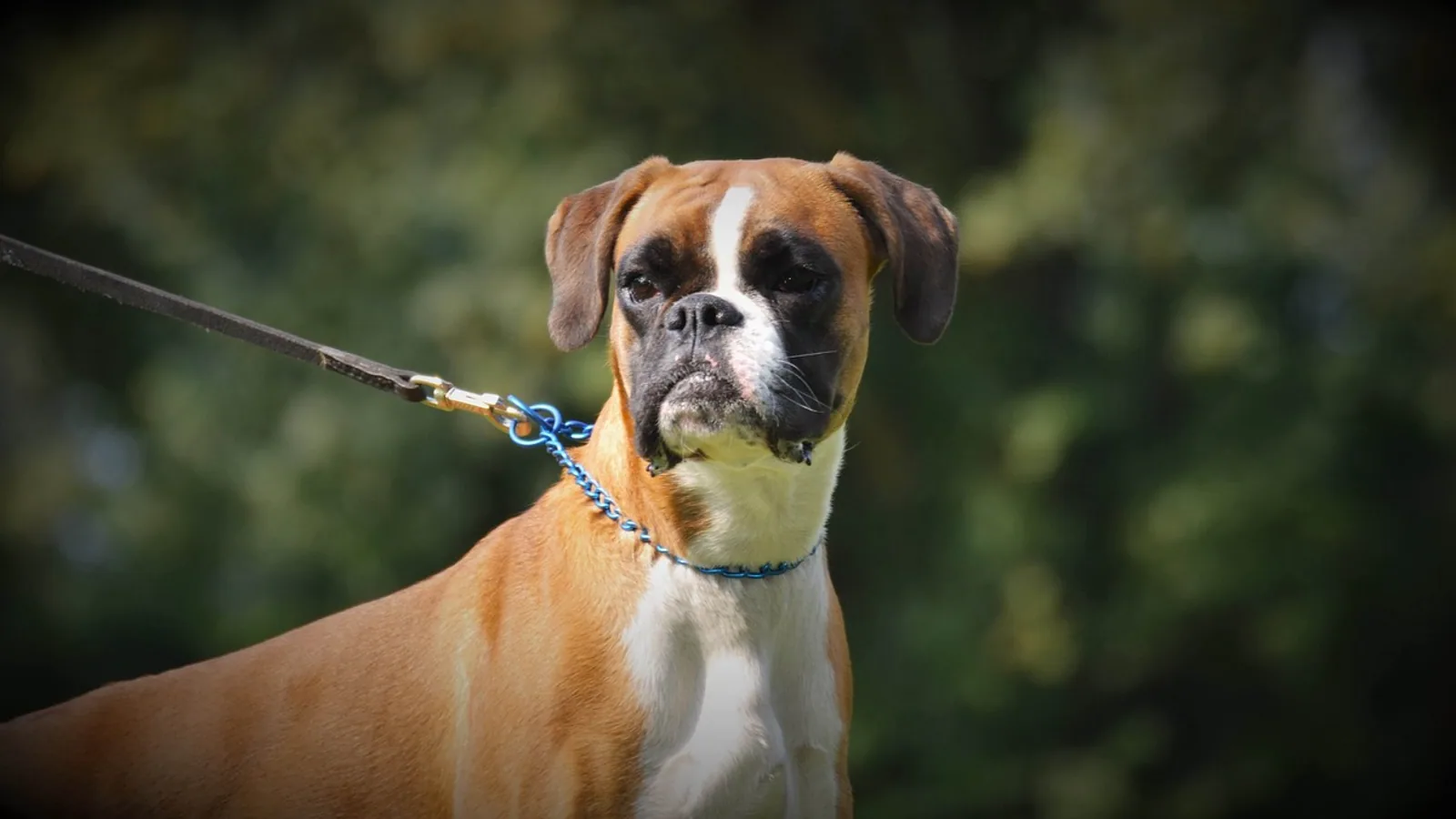 Boxer Pit Mix: Temperament and Health Guide