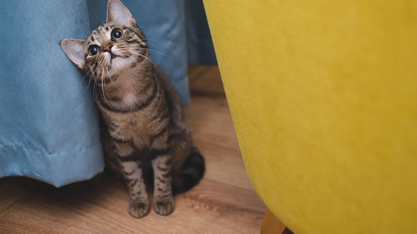 Antibiotics for Cat Scratch: What Vets Prescribe