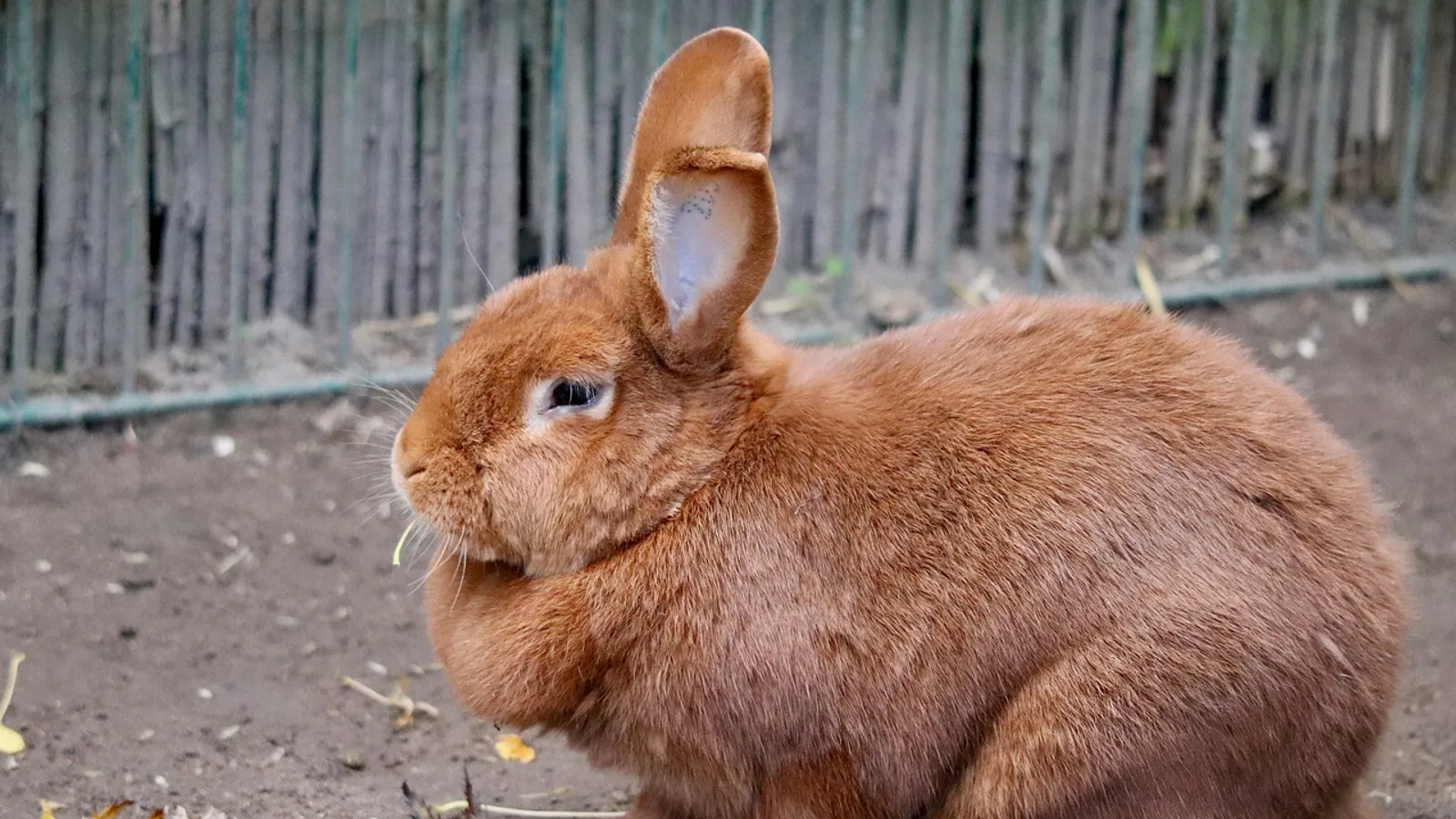 Rabbit Poop Guide: Normal Droppings, Cecotropes, and Warning Signs