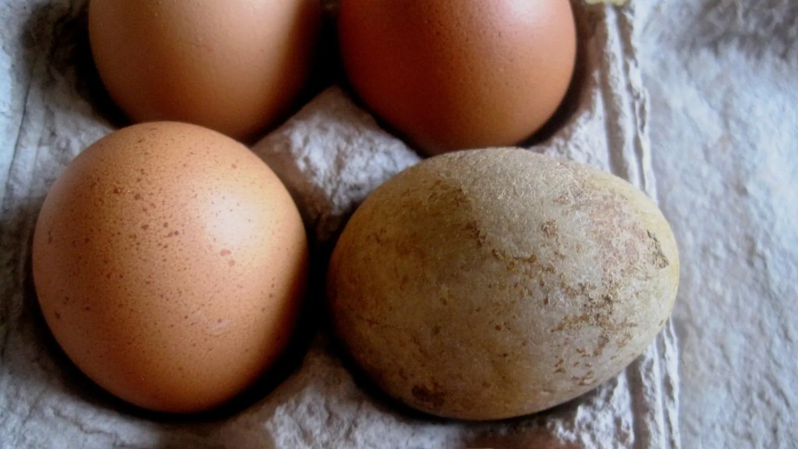 How to Tell If an Egg Is Still Good: 4 Safe Tests