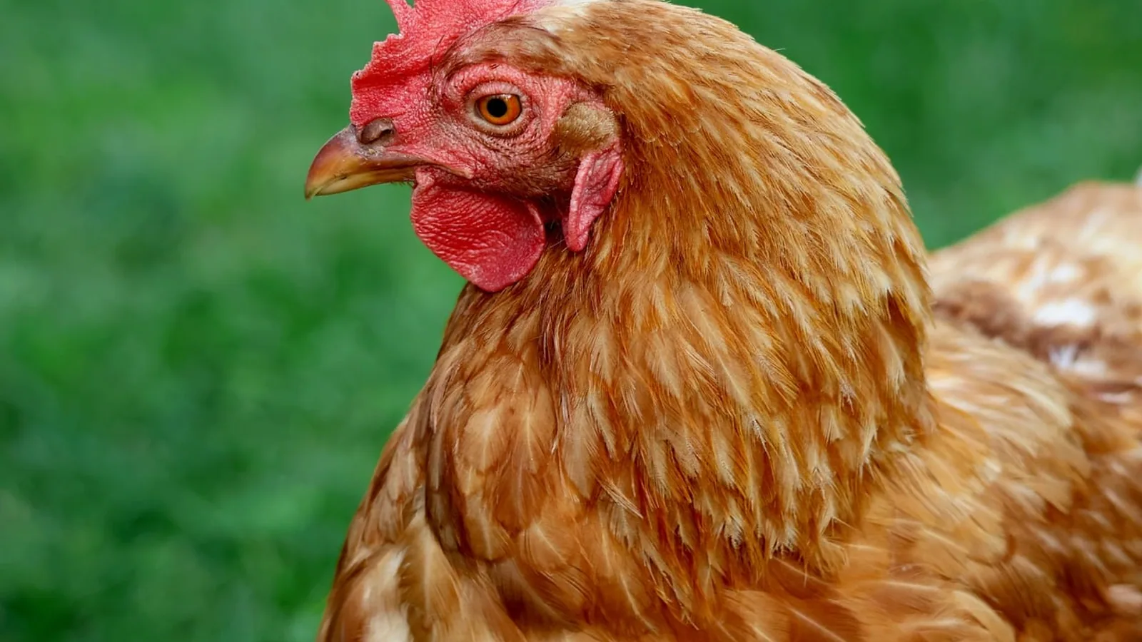 Welsummer Chicken Breed: Eggs, Traits, and Care