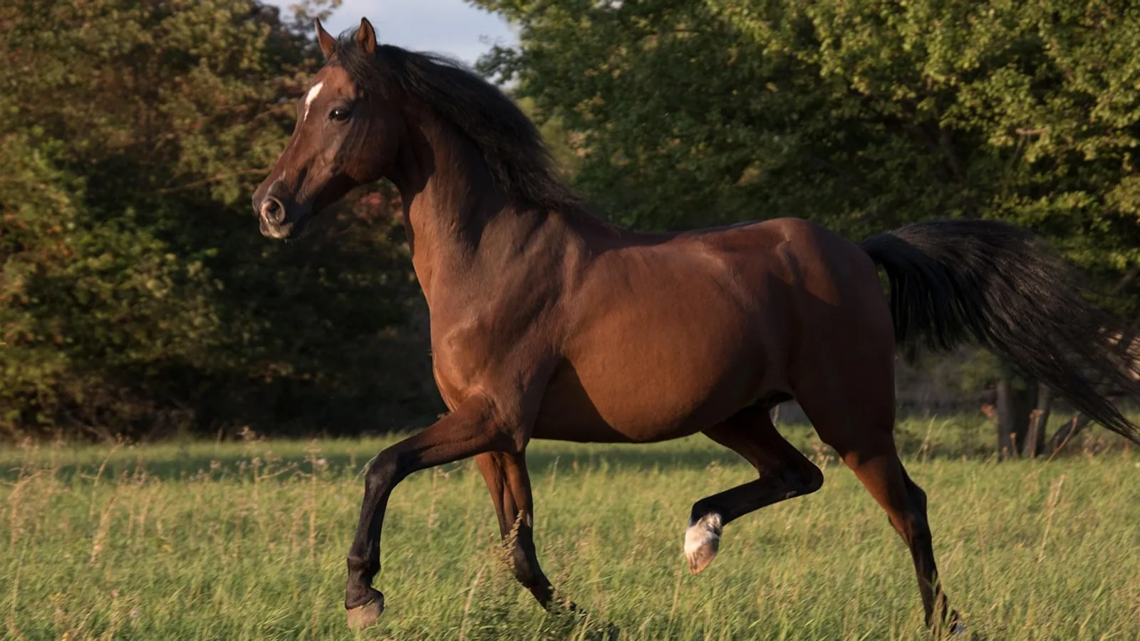 Horse Gaits Explained: Walk, Trot, Canter, Gallop, and Gaited Breeds