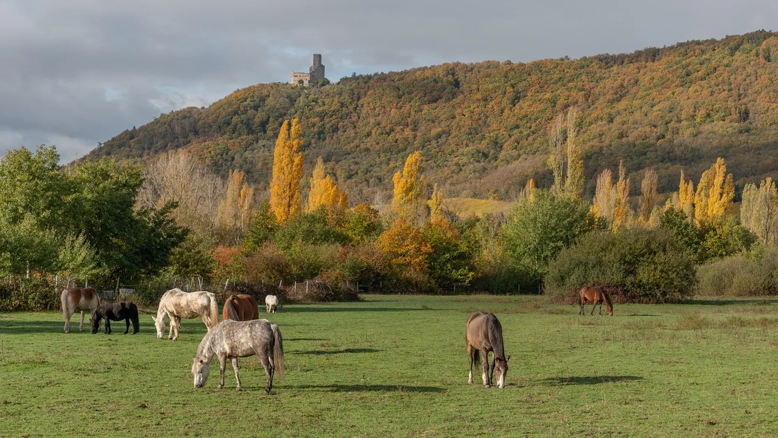 How Much Does a Horse Weigh? Weight Chart and How to Estimate