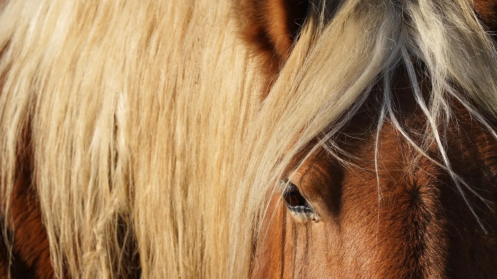 Banamine for Horses: Dosing, Uses, and Warnings